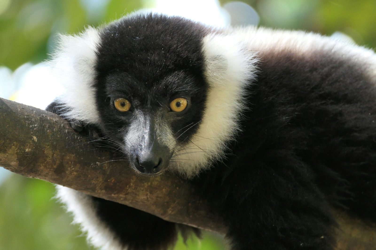 Wildlife Safari Adventure during the 10-Day Kenya Tanzania Group Safari