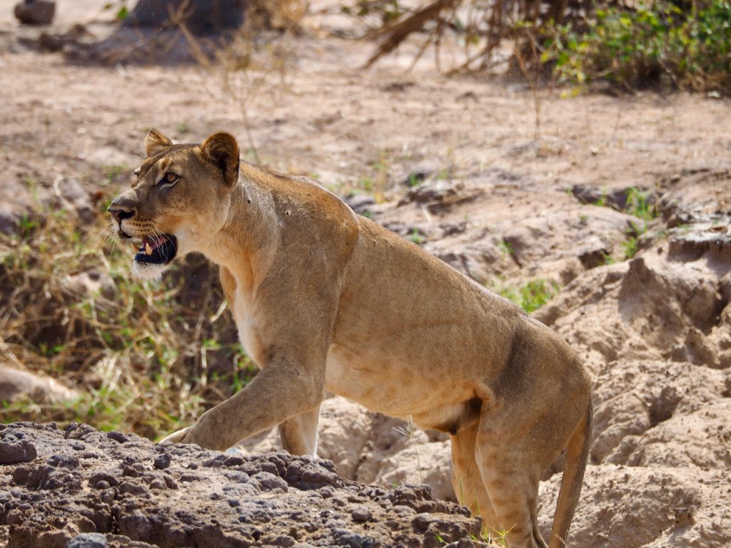 Best 6-Days Tsavo East Mara Amboseli Safari 1 Lioness at the Wildlife Safari Adventure Masai Mara with Kairi Travels