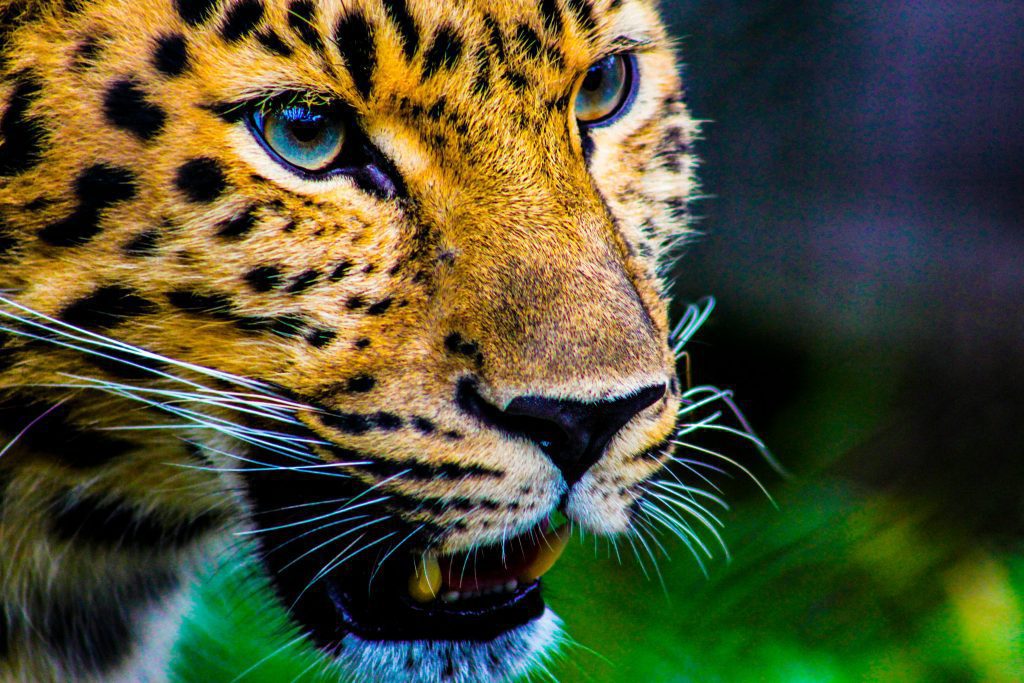 Leopard in the wild
