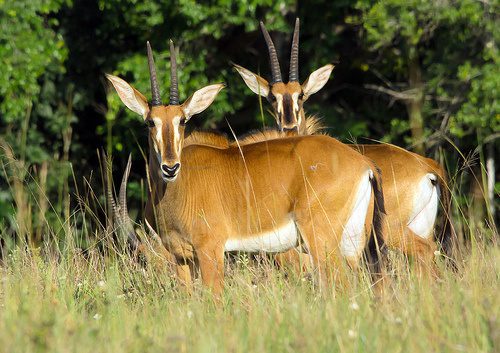 Wildlife Safari Adventure in Masai Mara by Kairi Travels
