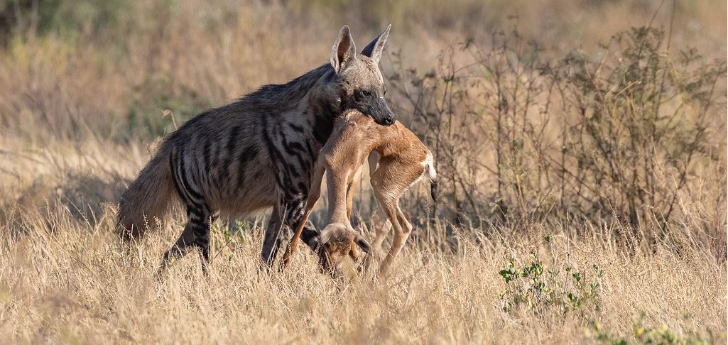 Wildlife Safari Adventure Masai Mara with Kairi Travels