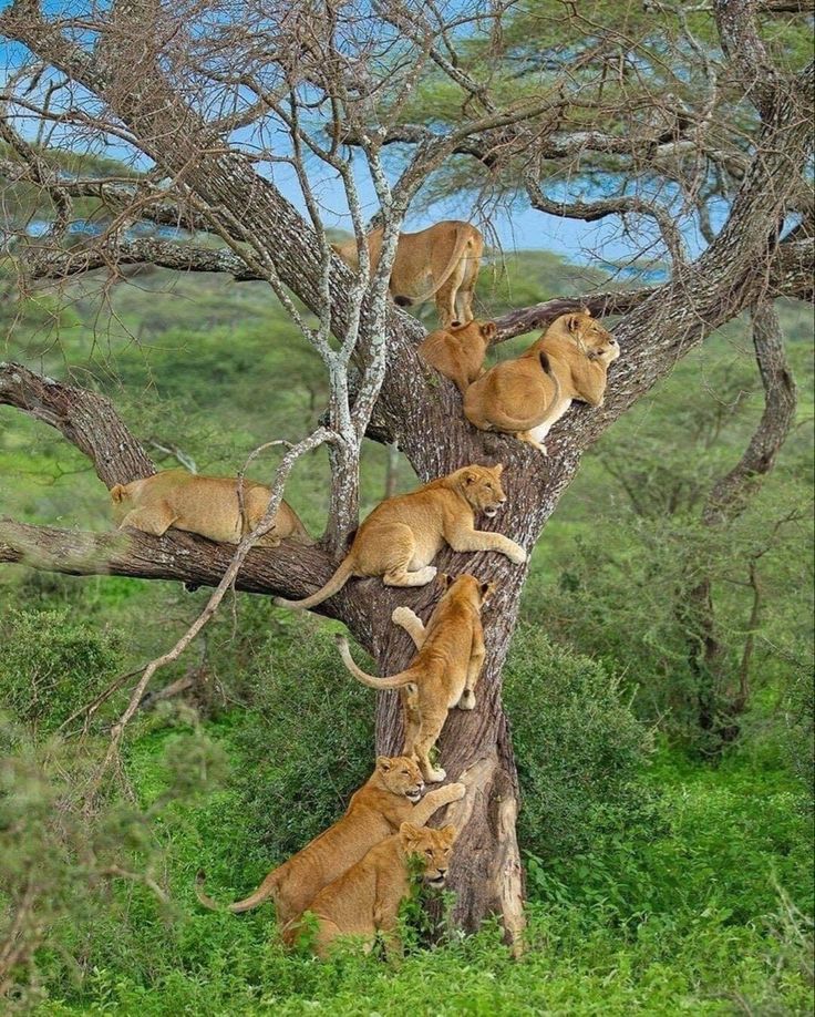 Lion hunting in Masai Mara National Reserve