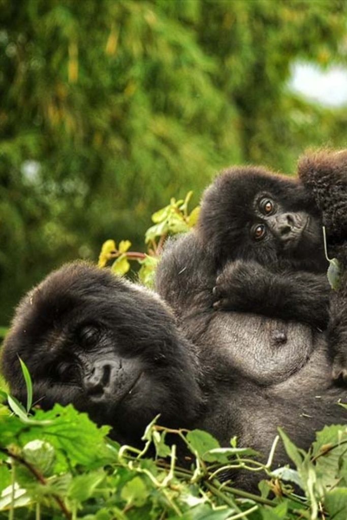 Uganda Gorilla at the 6-Days Kampala Kigali Rwanda Adventure