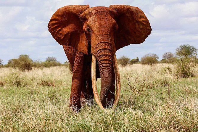 Best 6-Days Tsavo East Mara Amboseli Safari 4 Elephant in the Wildlife Safari Adventure