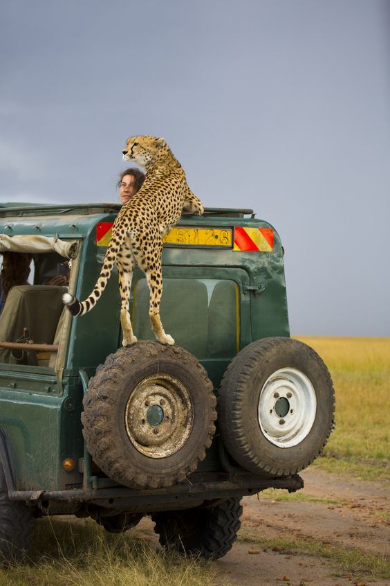 Wildlife Safari Adventure