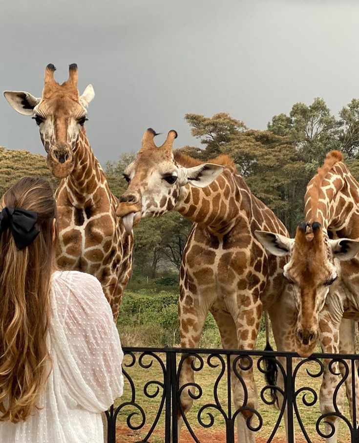 Wildlife Safari Adventure