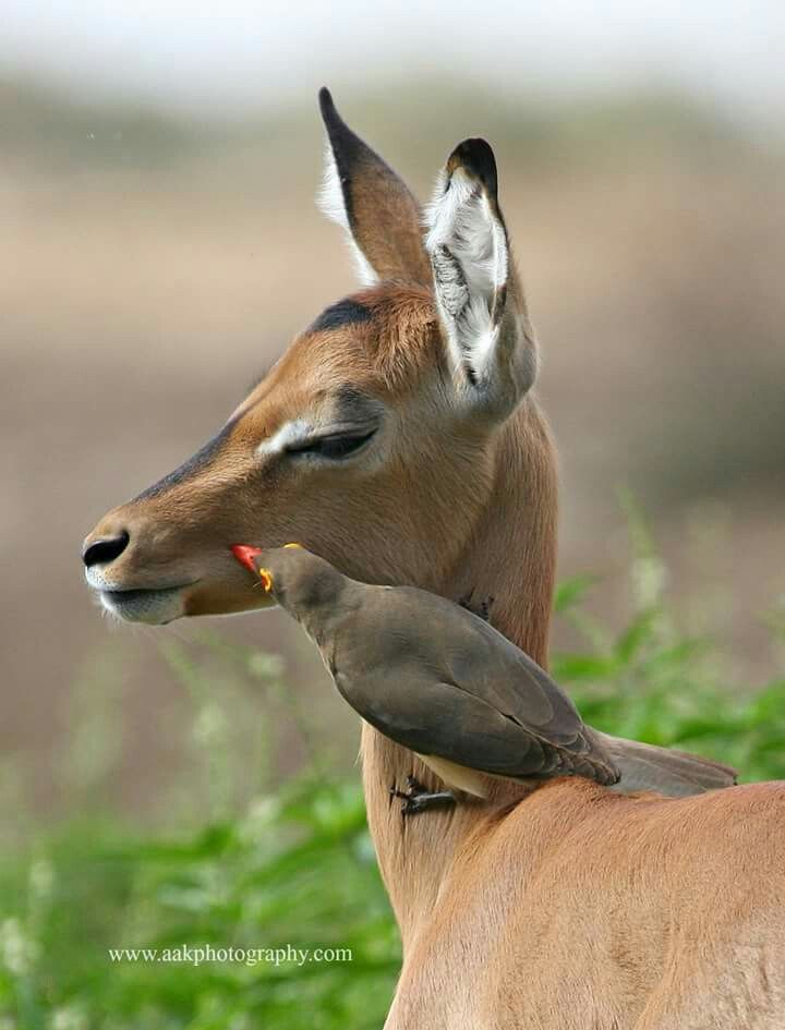Wildlife Safari Adventure