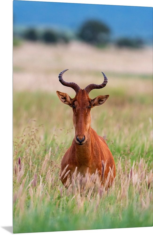 Wildlife Safari Adventure