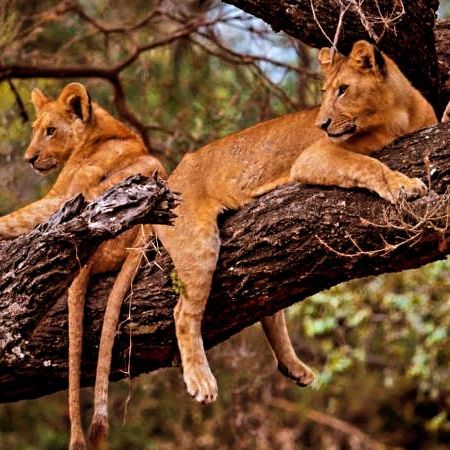 Wildlife Safari Adventure at the  6-Days Safari L.Manyara Tarangire