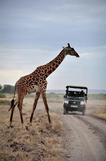 Budget safari Kenya