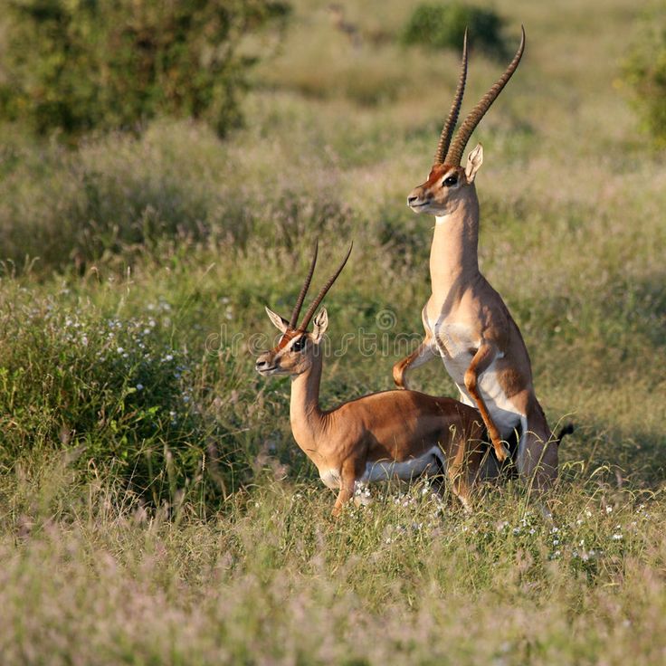 Wildlife Safari Adventure