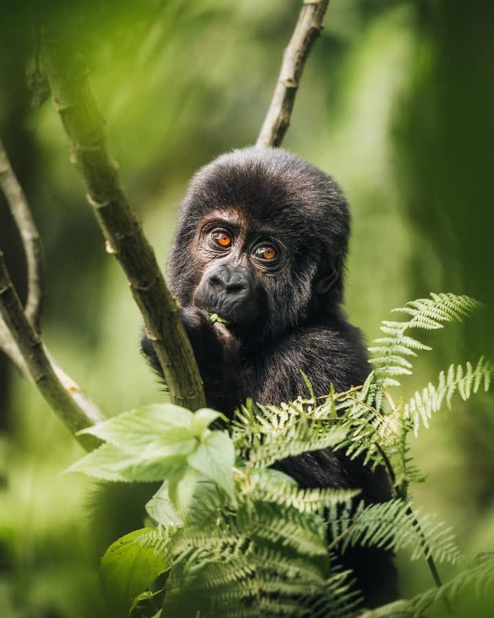 Wildlife Safari Adventure