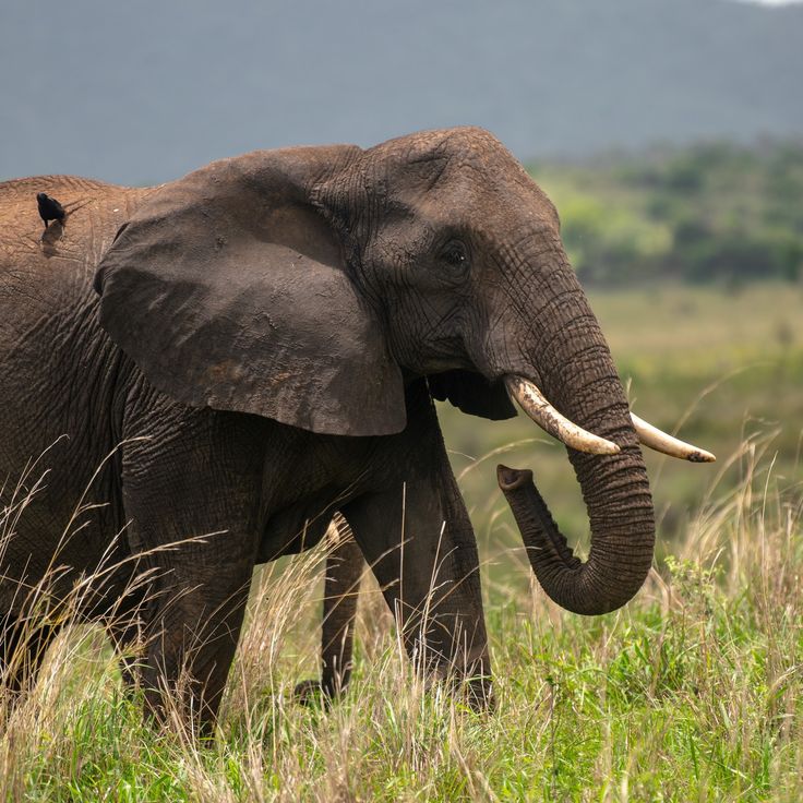 Wildlife Safari Adventure at the Kenya Safari and Beach Holidays