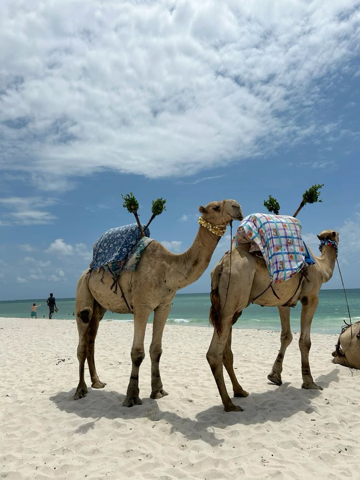 camels at the mombasa tours