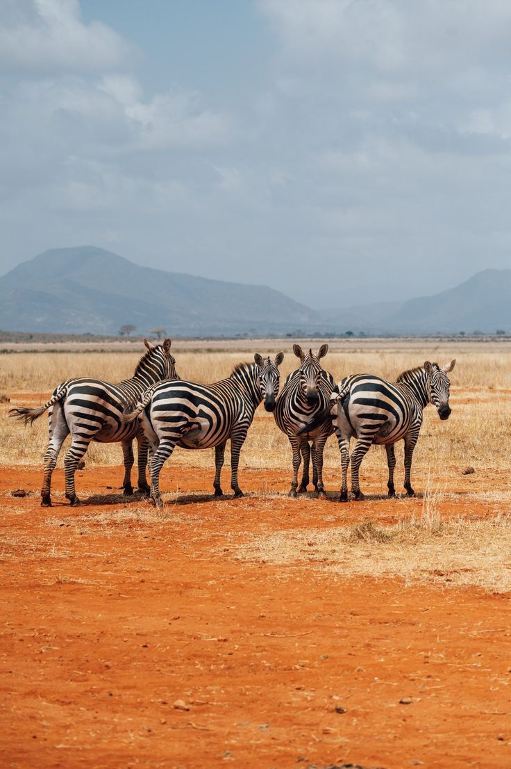 Powerful 3-Days Safari Mombasa Masai Mara Fly-In 4 Zebras at the Wildlife Safari Adventure