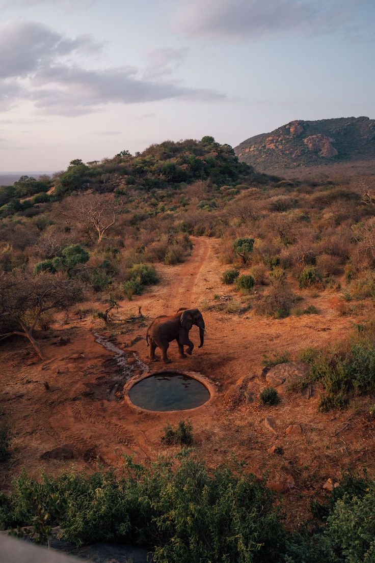 Wildlife Safari Adventure
