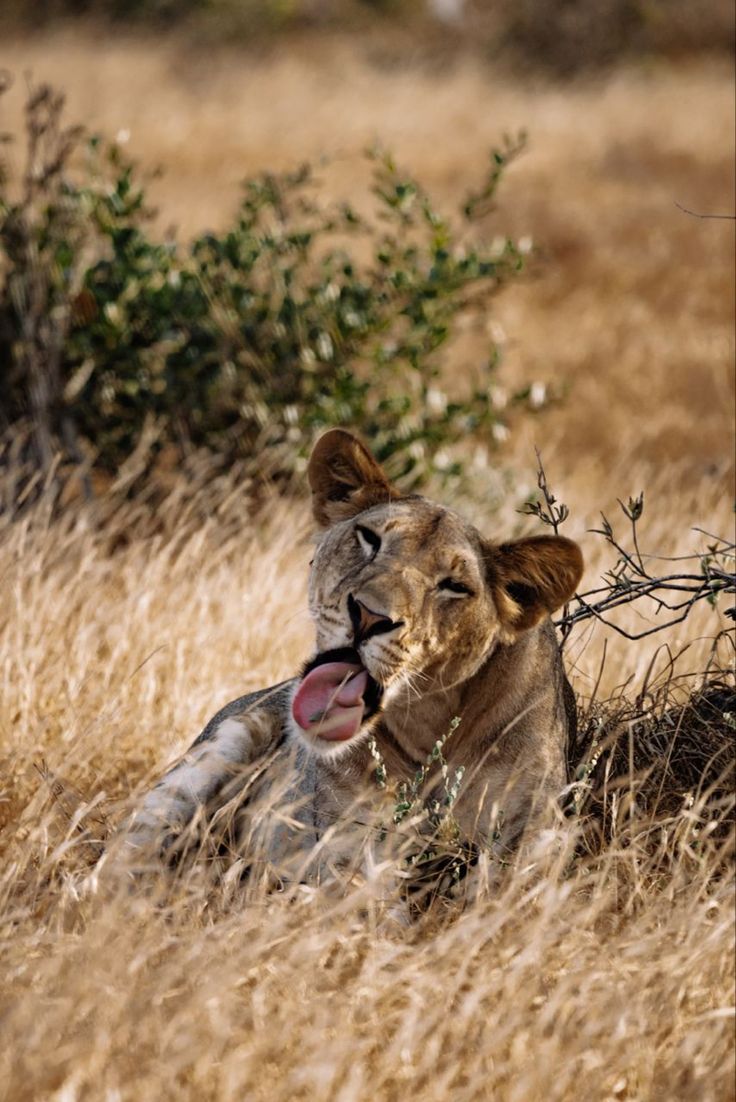 Wildlife Safari Adventure