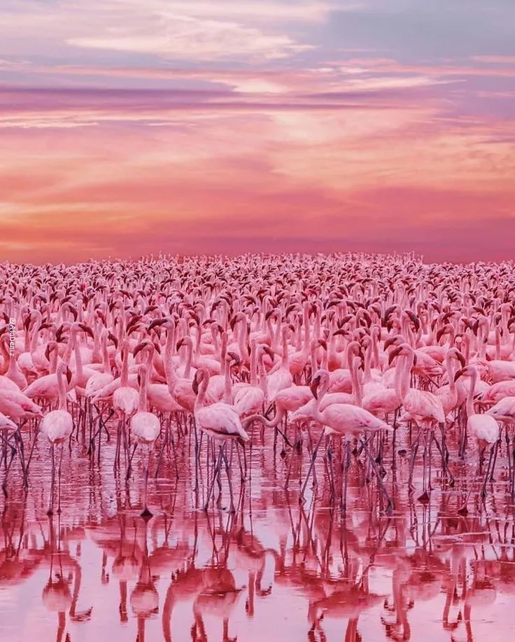 Flamingoes at Budget safari Kenya