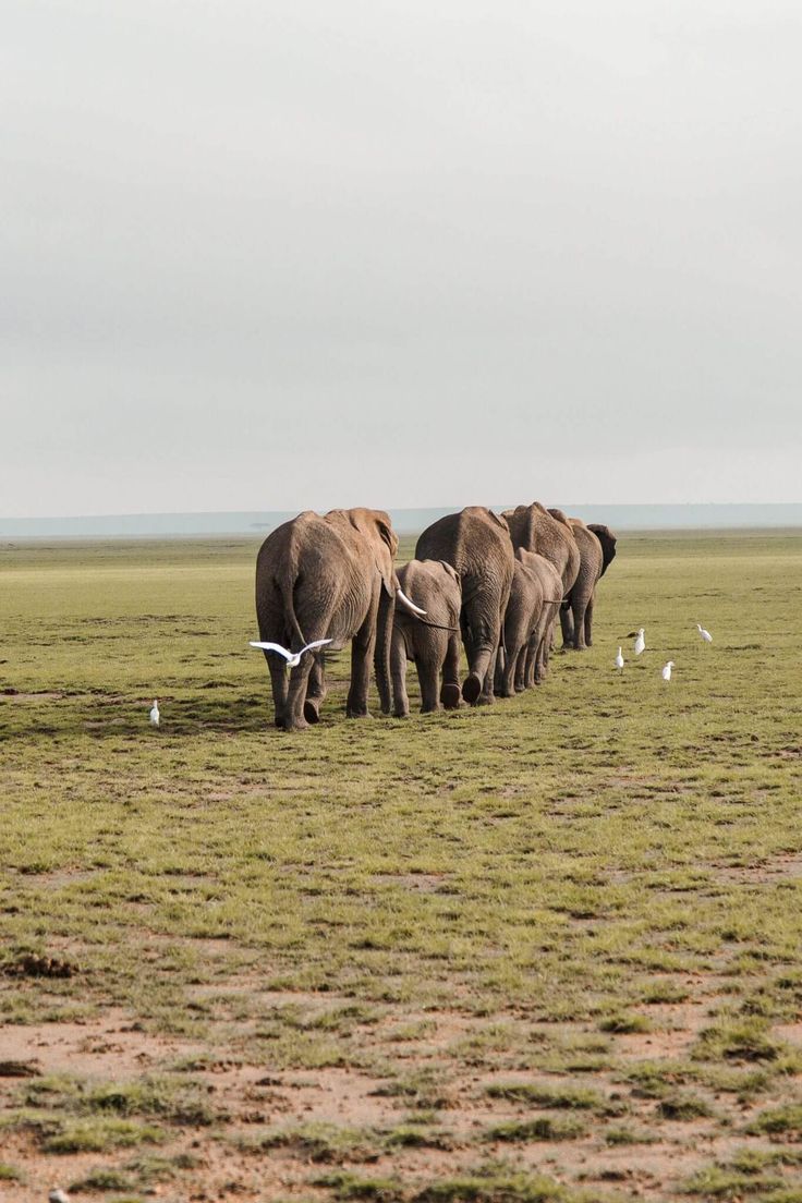 Wildlife Safari Adventure