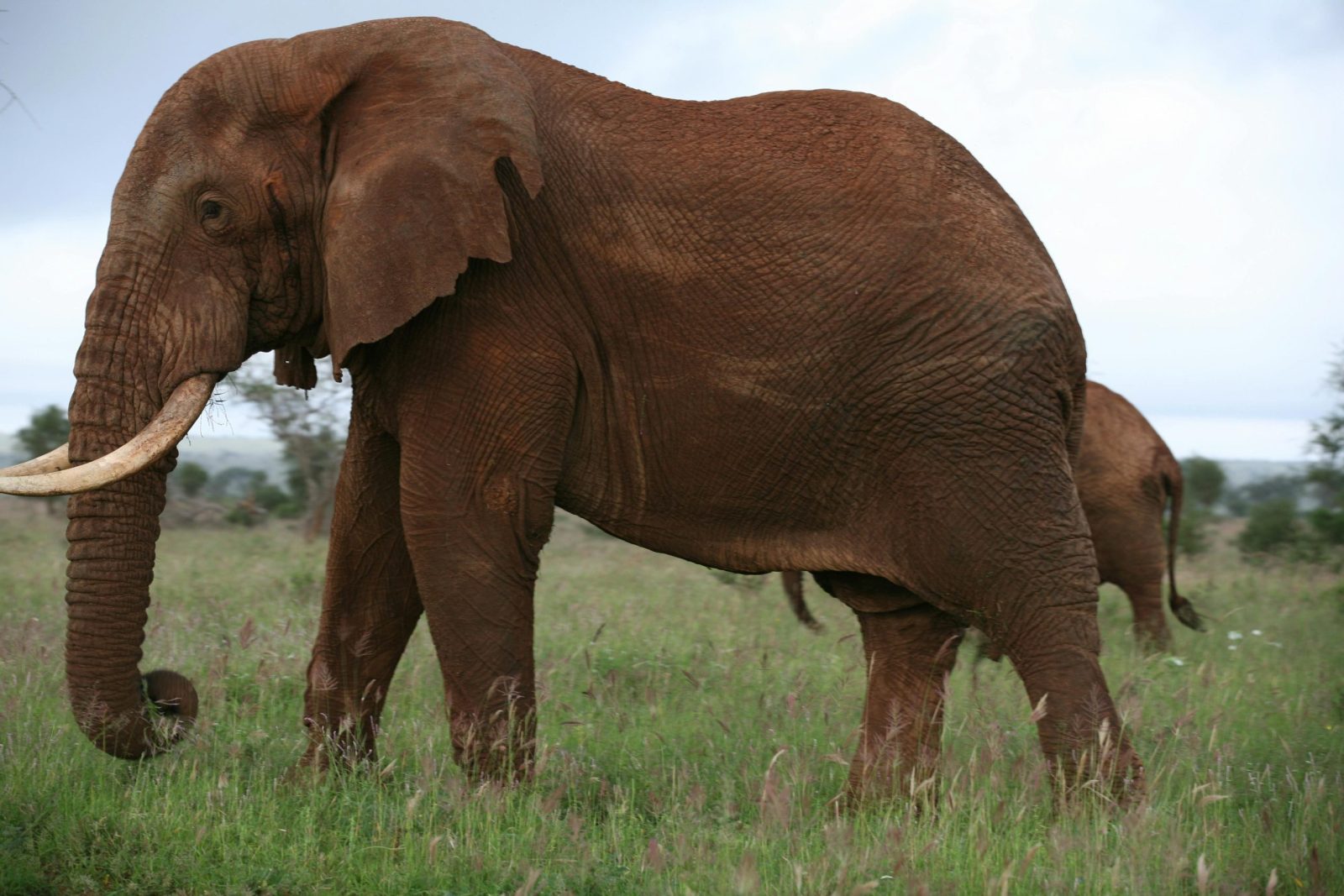 The Elephant big five safari by Kairi Travels