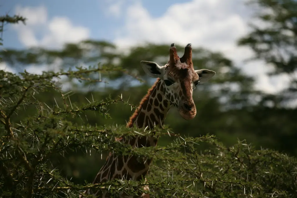 Wildlife Safari Adventure
