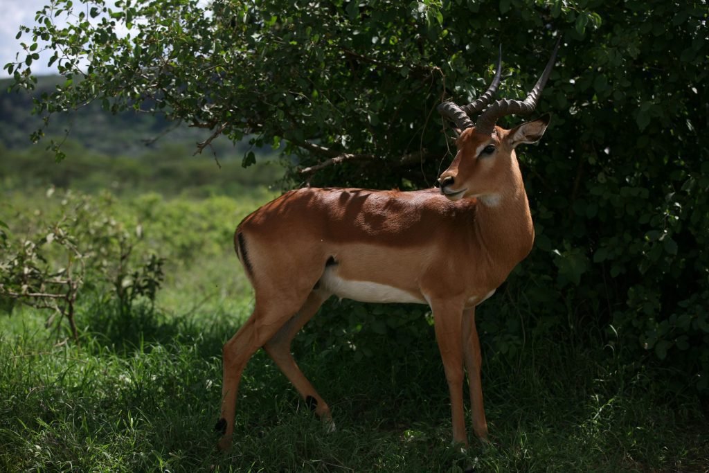 close shot of an impala at the 10-Day Kenya Tanzania Group Safari