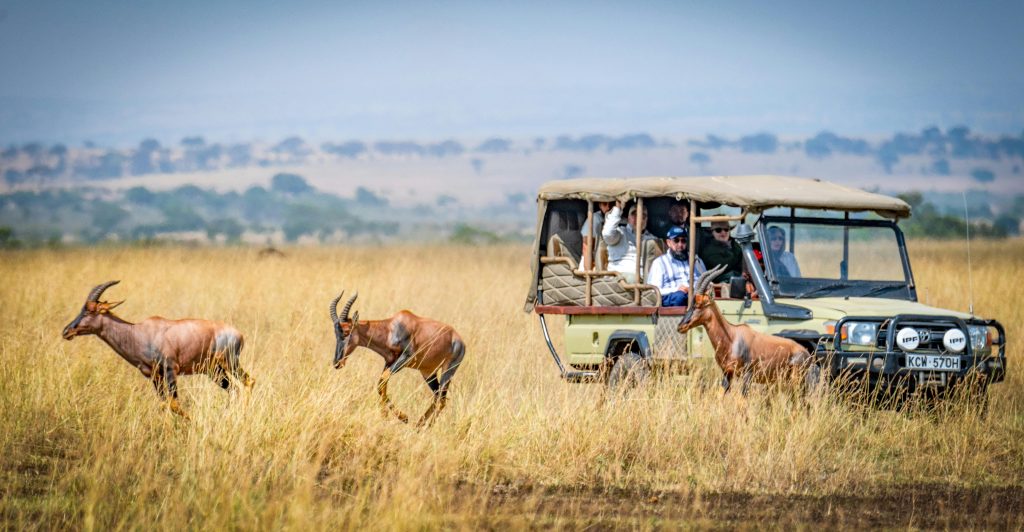 Wildlife Safari Adventure Serengeti with Kairi Travels