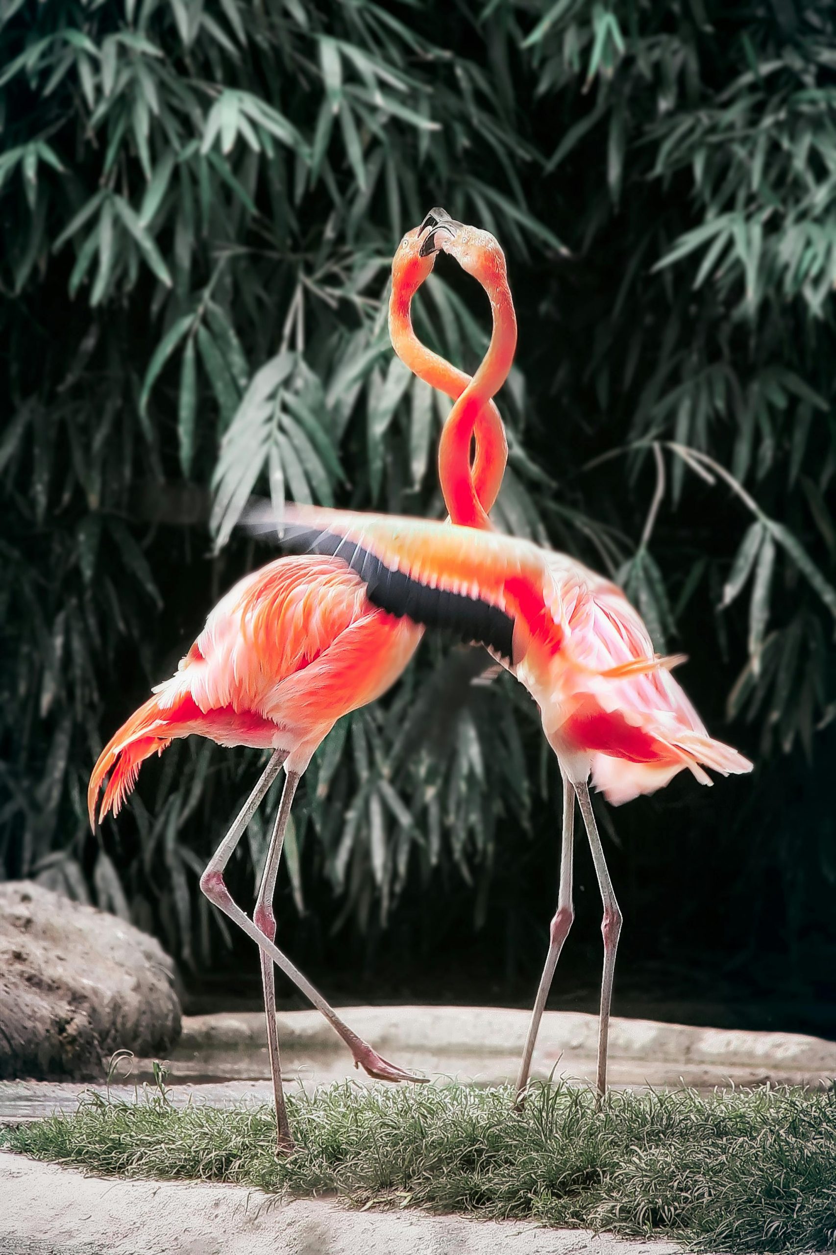 Birdwatching Safari