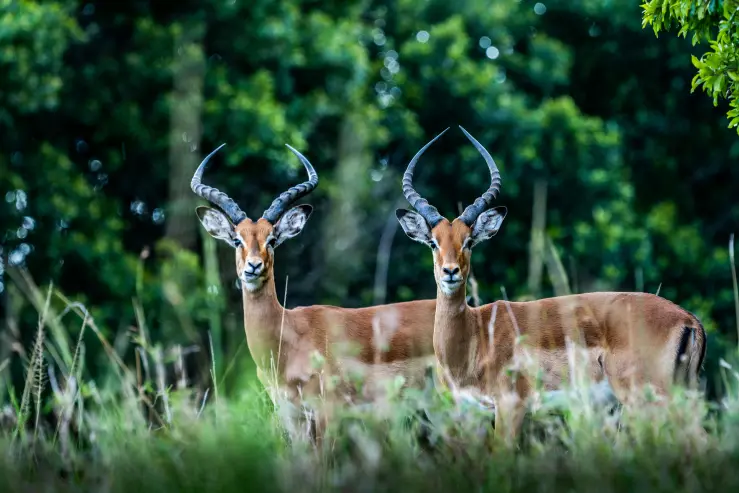impala at the kenya safari  tours