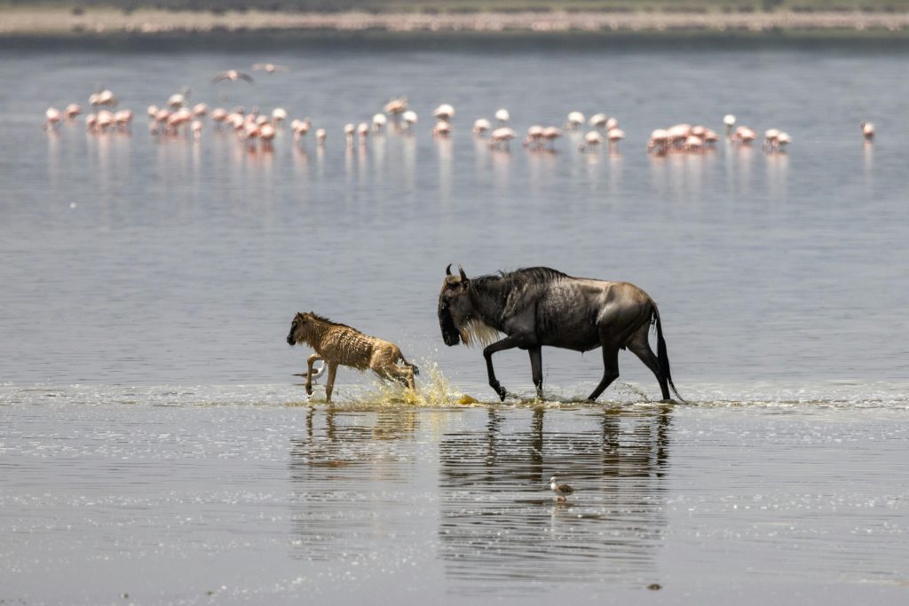 Wildebeest and the flamingoes at the 7-Days Samburu Masai Mara Safari