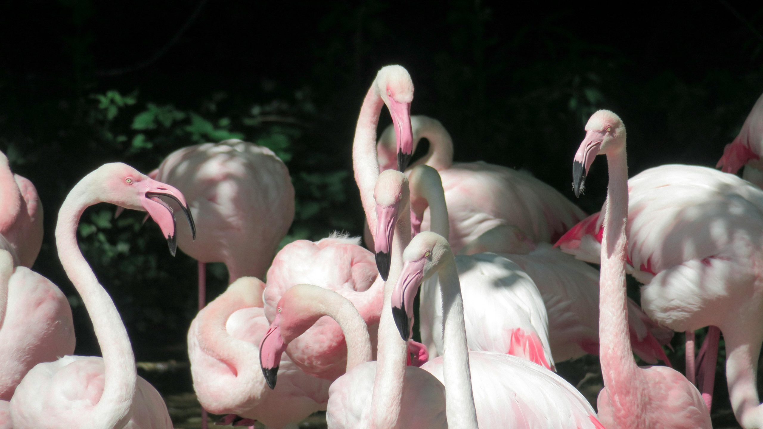 Flamingoes in Lake Nakuru Safari by Kairi Travels