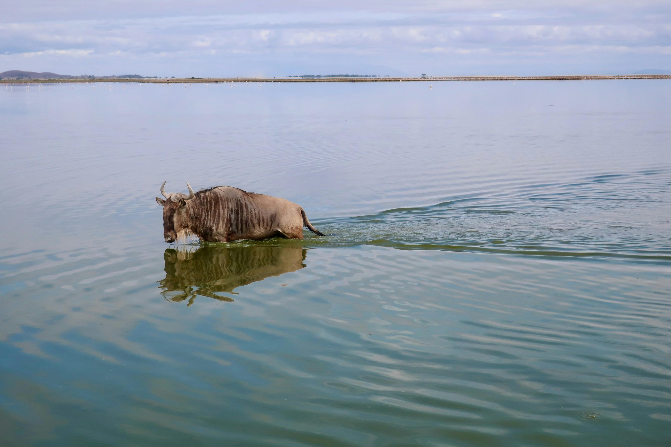 Kenya Safari Holidays with Kairi Travels