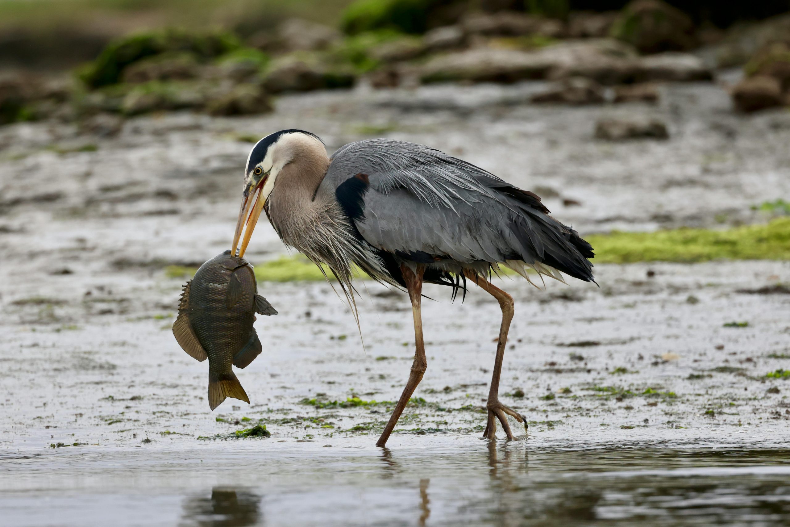 Birdwatching Safari