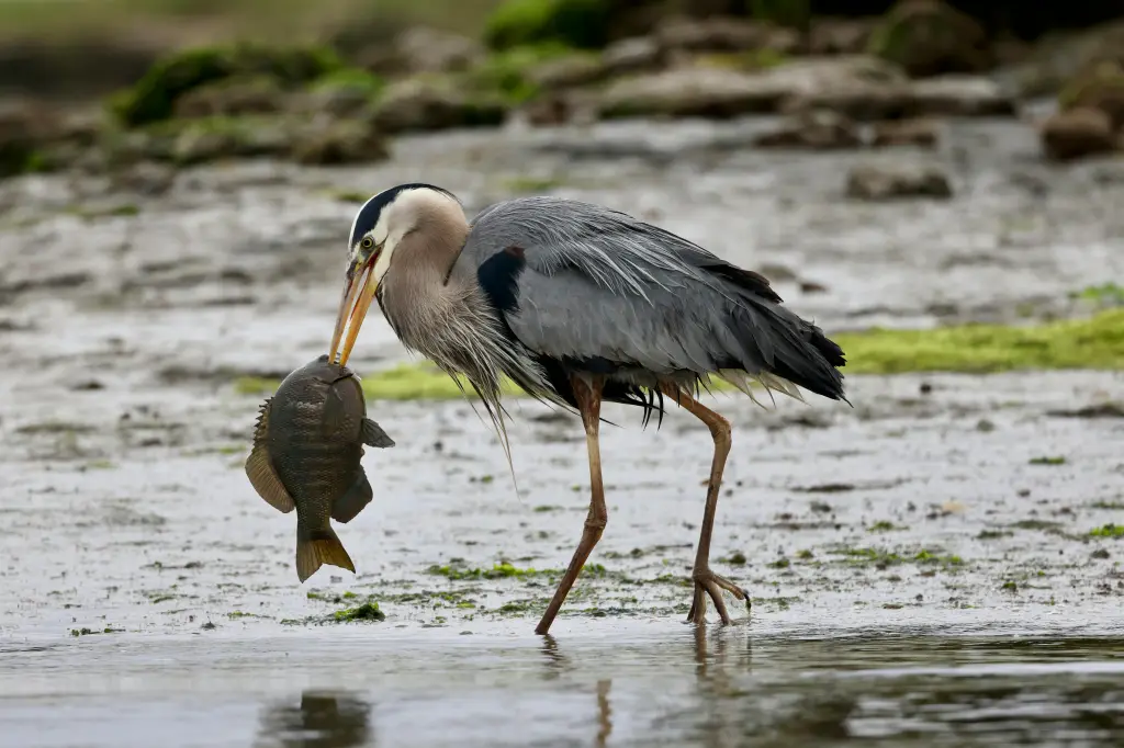 Birdwatching Safari
