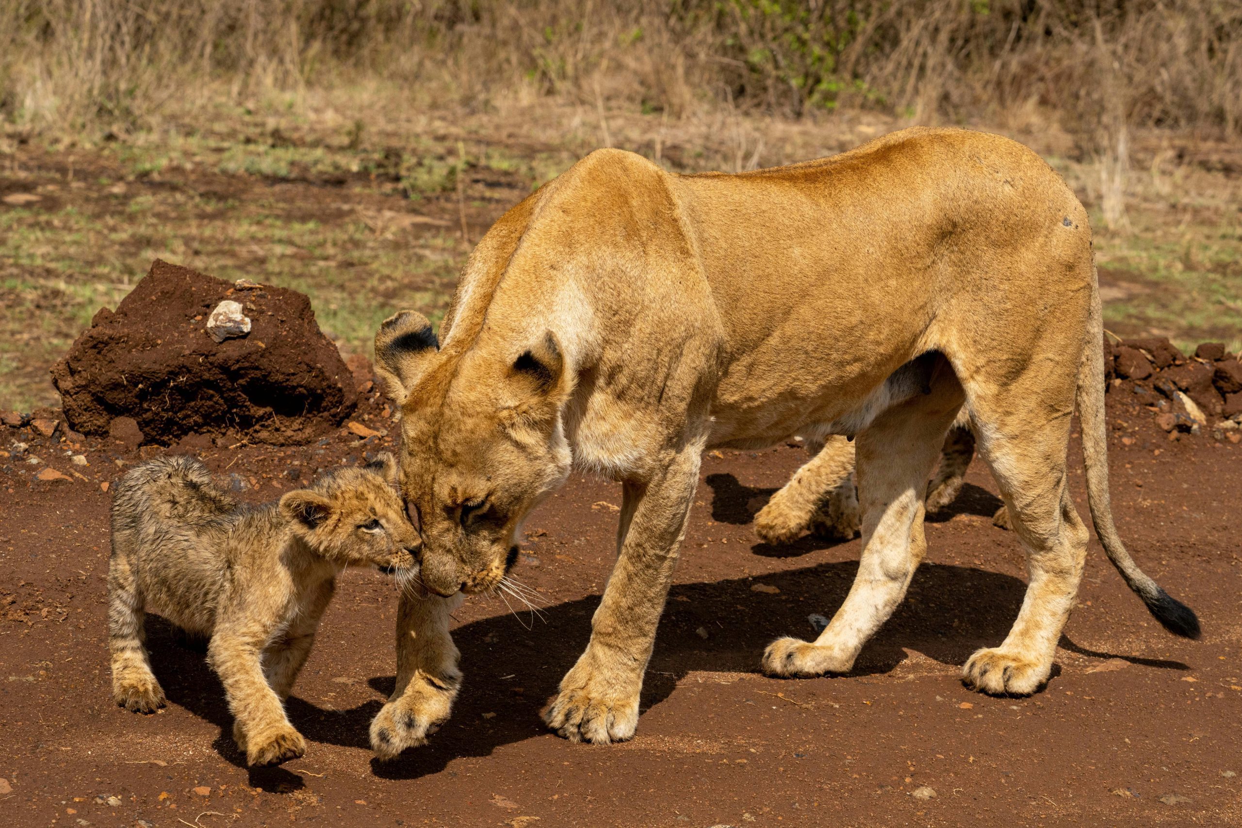 Kenya Safari Holidays with Kairi Travels
