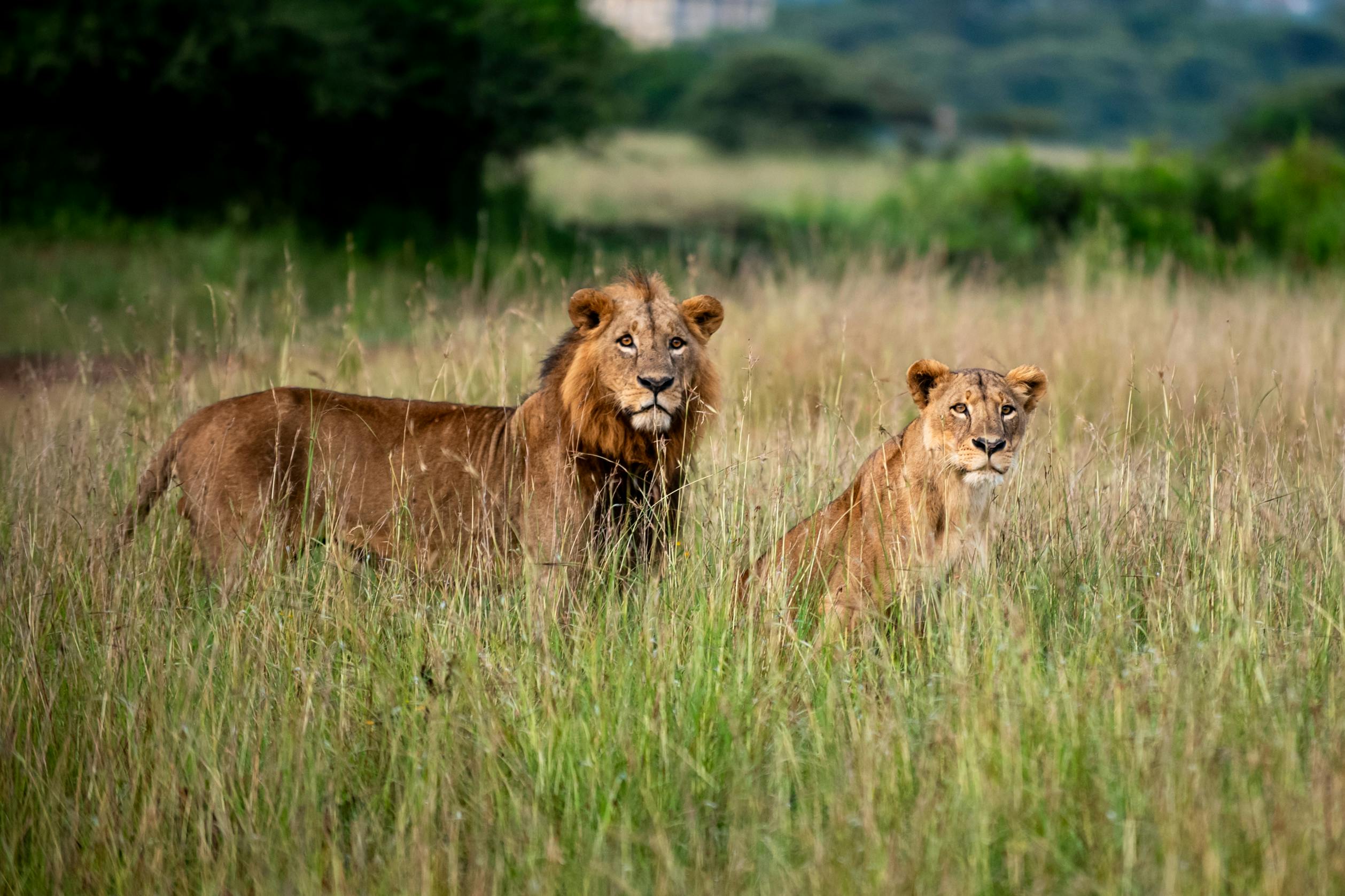 Wildlife Safari Adventure
