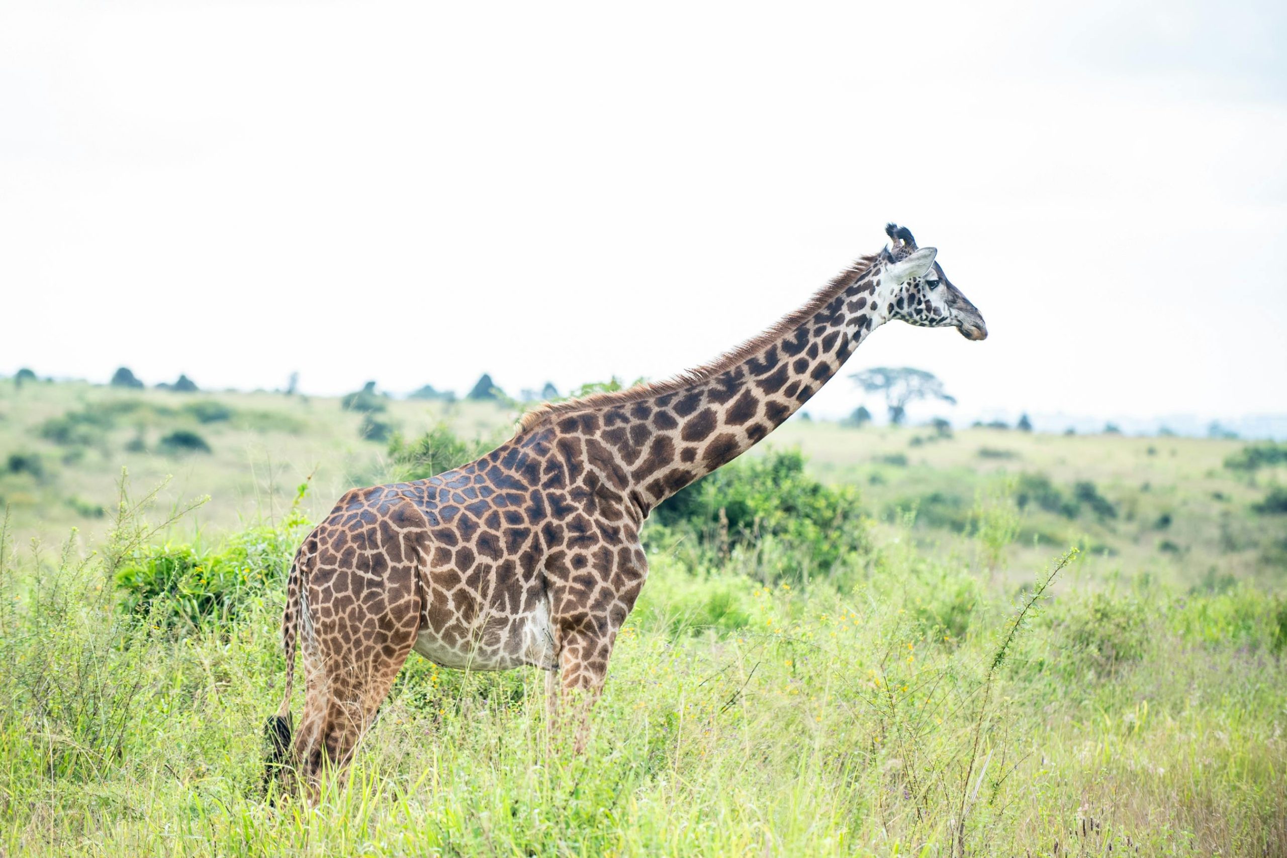 Wildlife Safari Adventure