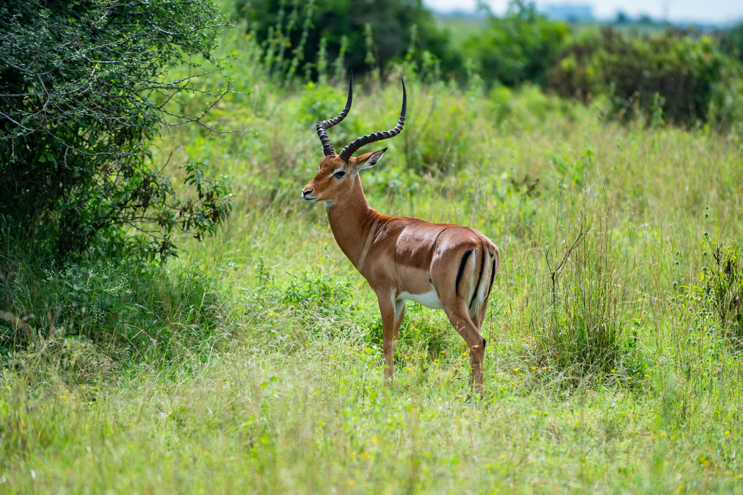 Wildlife Safari Adventure