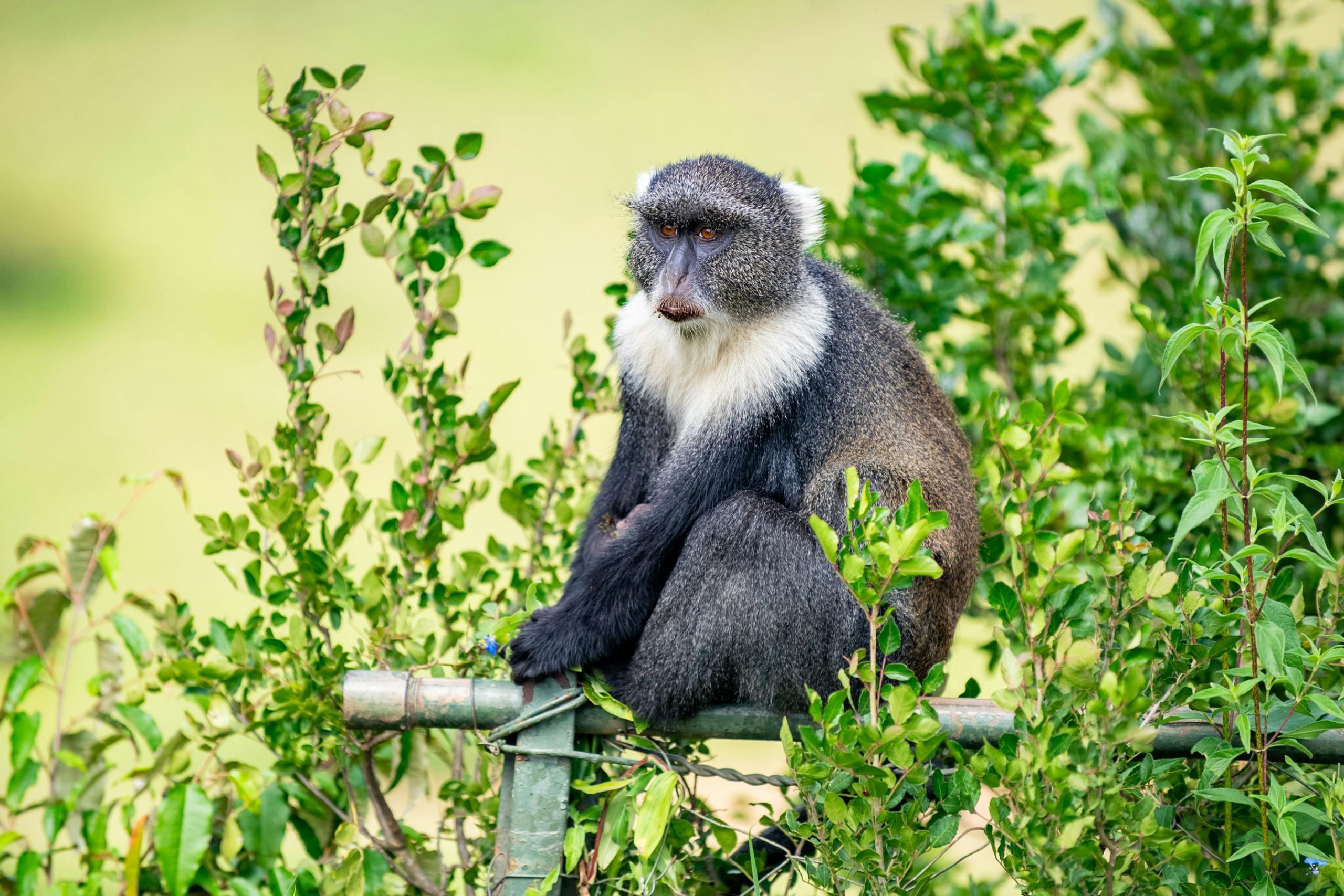 Kairi Travels Gallery - white collared monkey