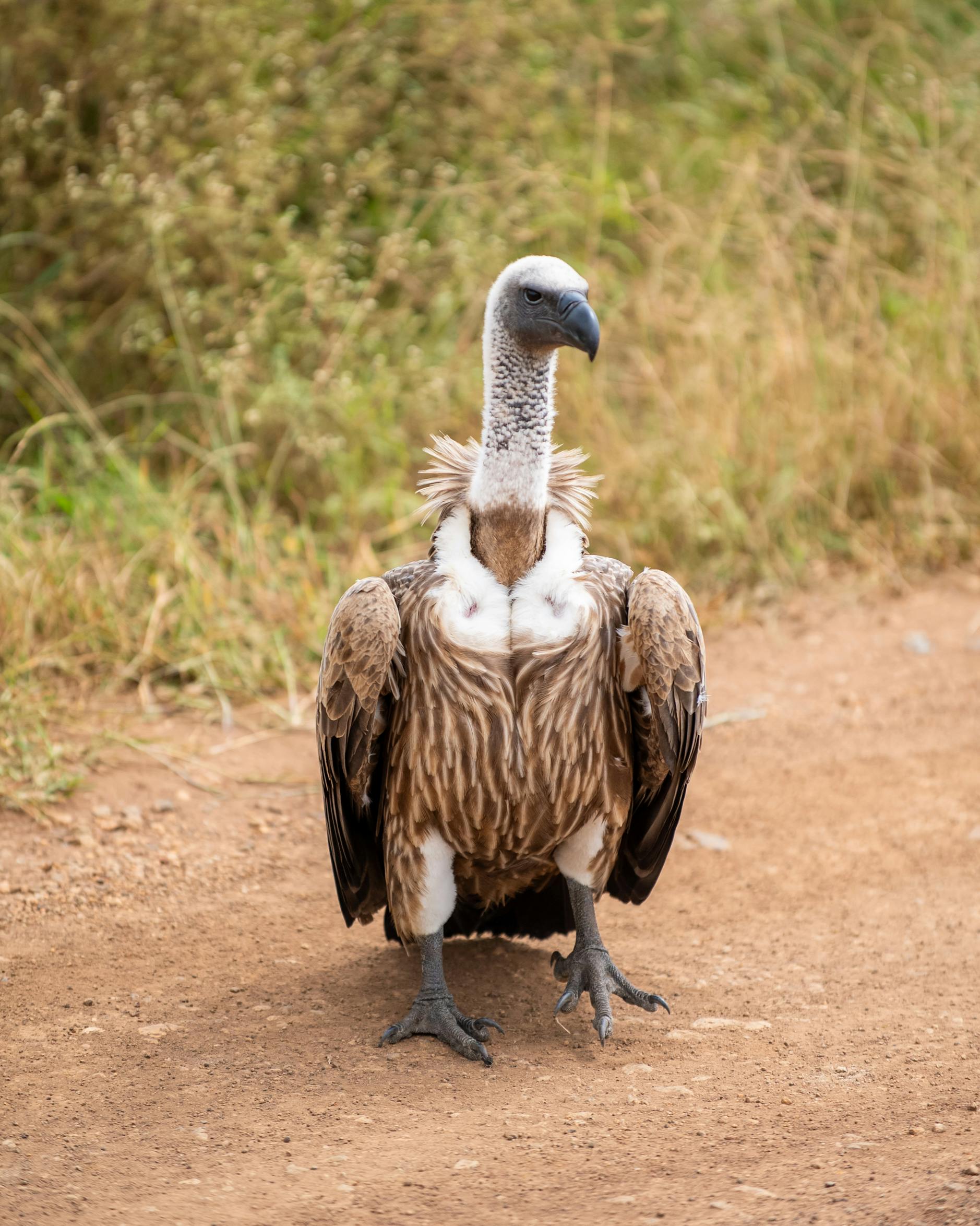 Birdwatching Safari