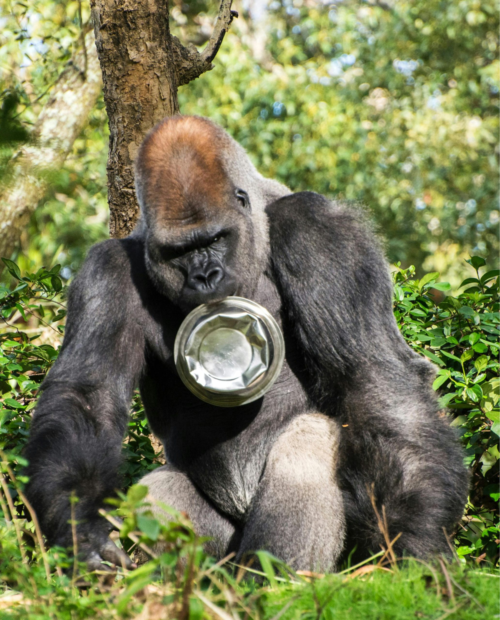 The Best 4-Days Kibale National Park Ultimate Safari 4 Wildlife Safari Adventure