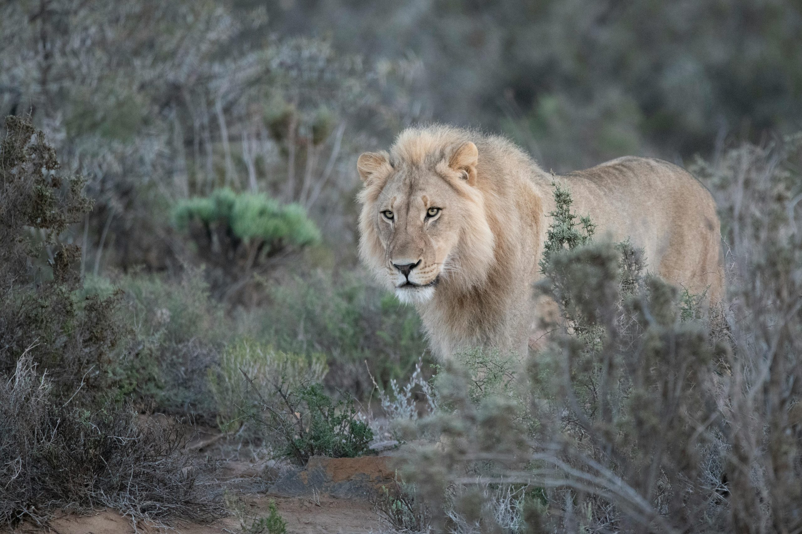 Wildlife Safari Adventure
