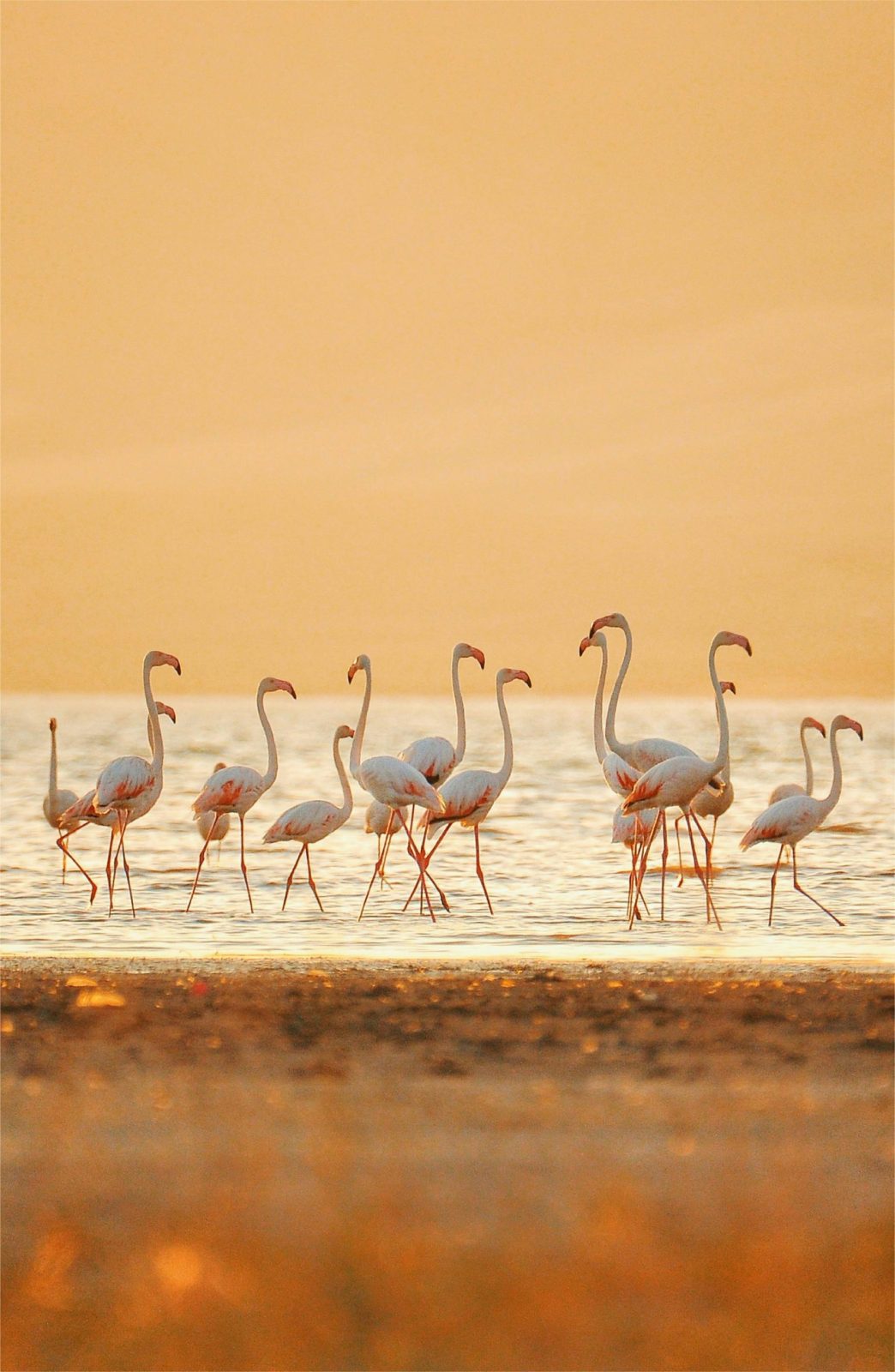 Birdwatching Safari in Lake Nakuru by Kairi Travels