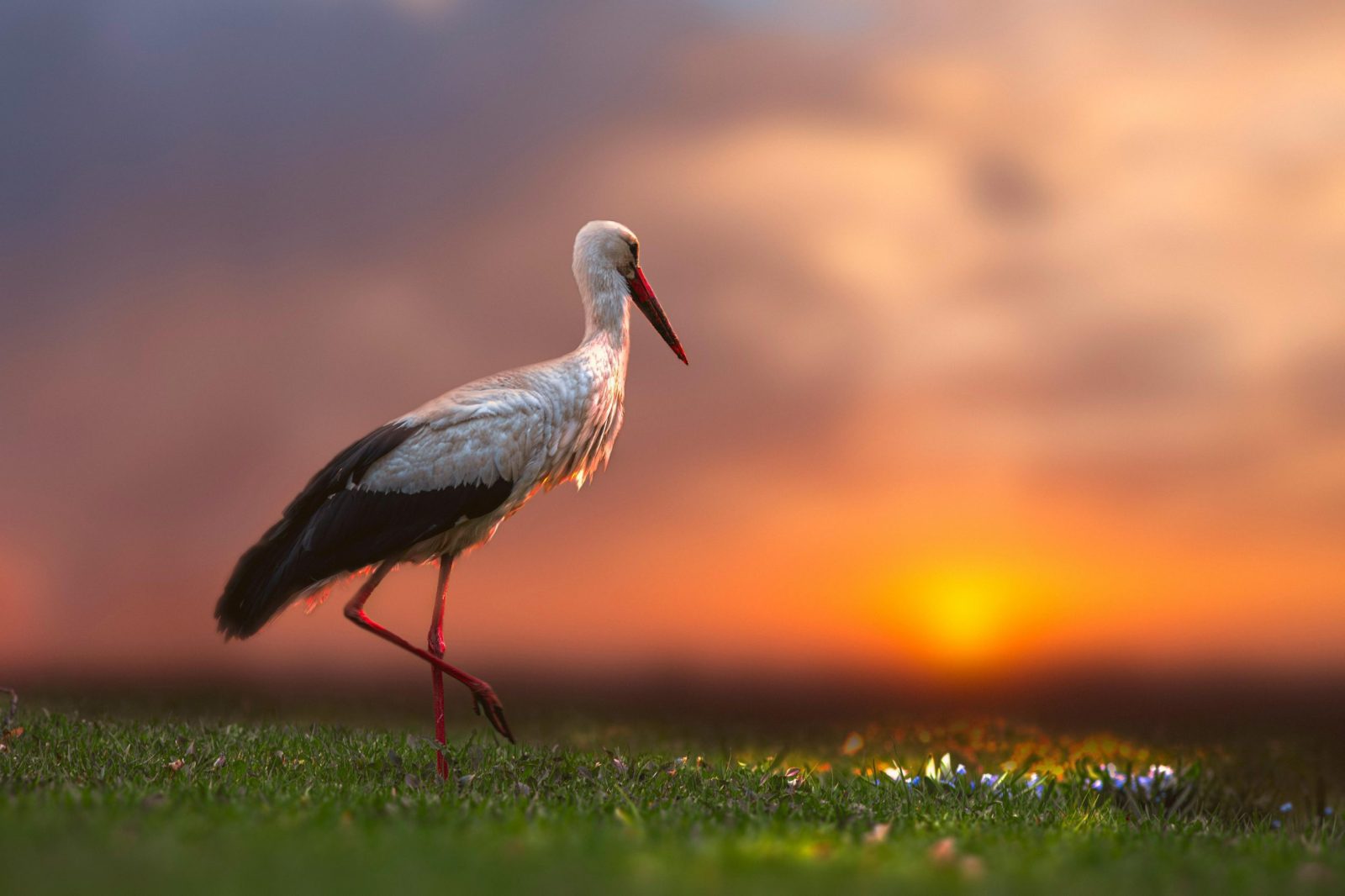 Birdwatching Safari