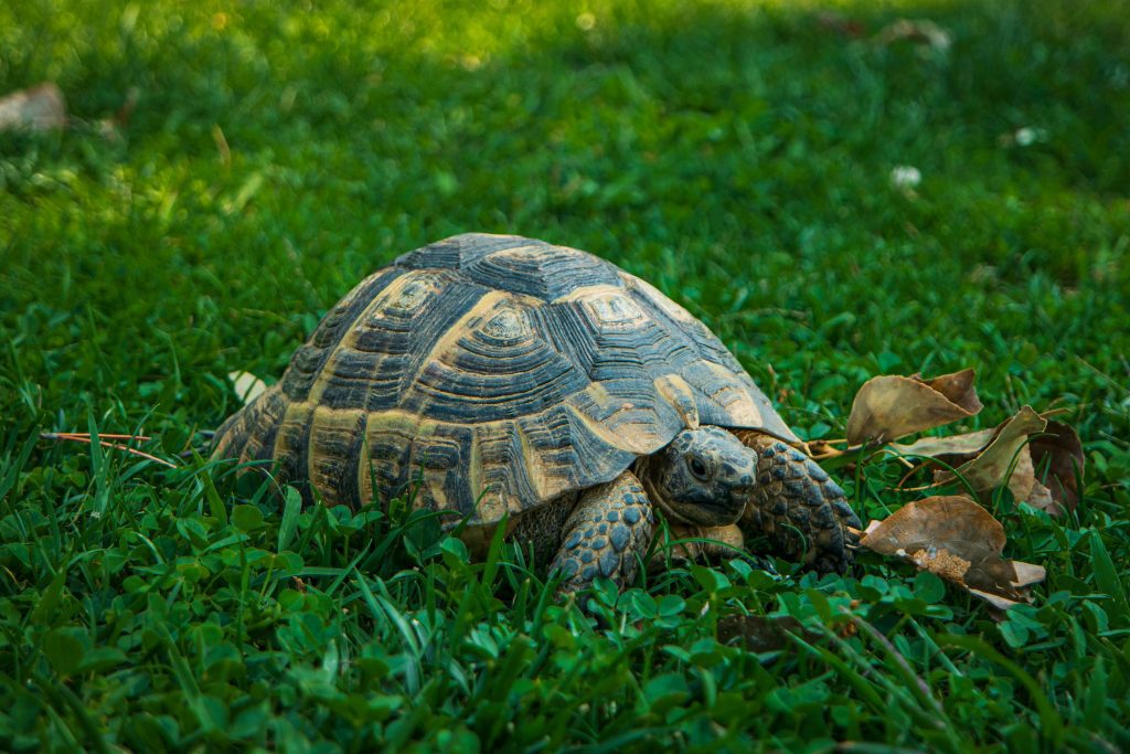Wildlife Safari Adventure