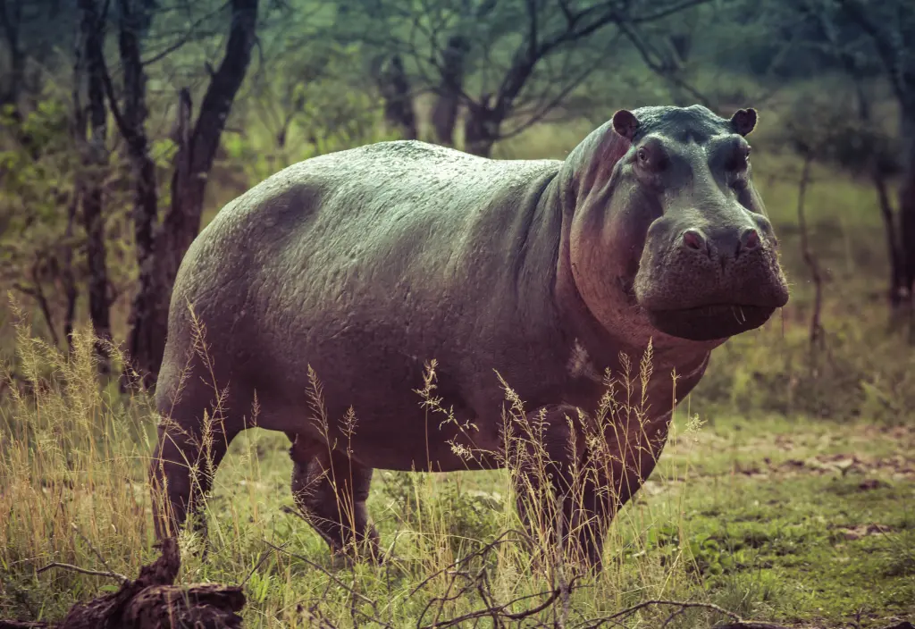 Wildlife Safari Adventure
