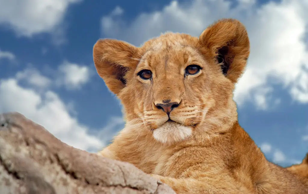 Wildlife Safari Adventure
