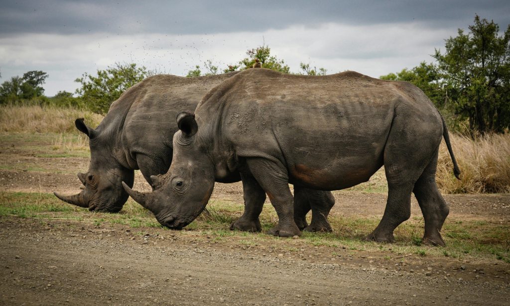 Rhinos at Ol Pejeta Wildlife Safari Adventure