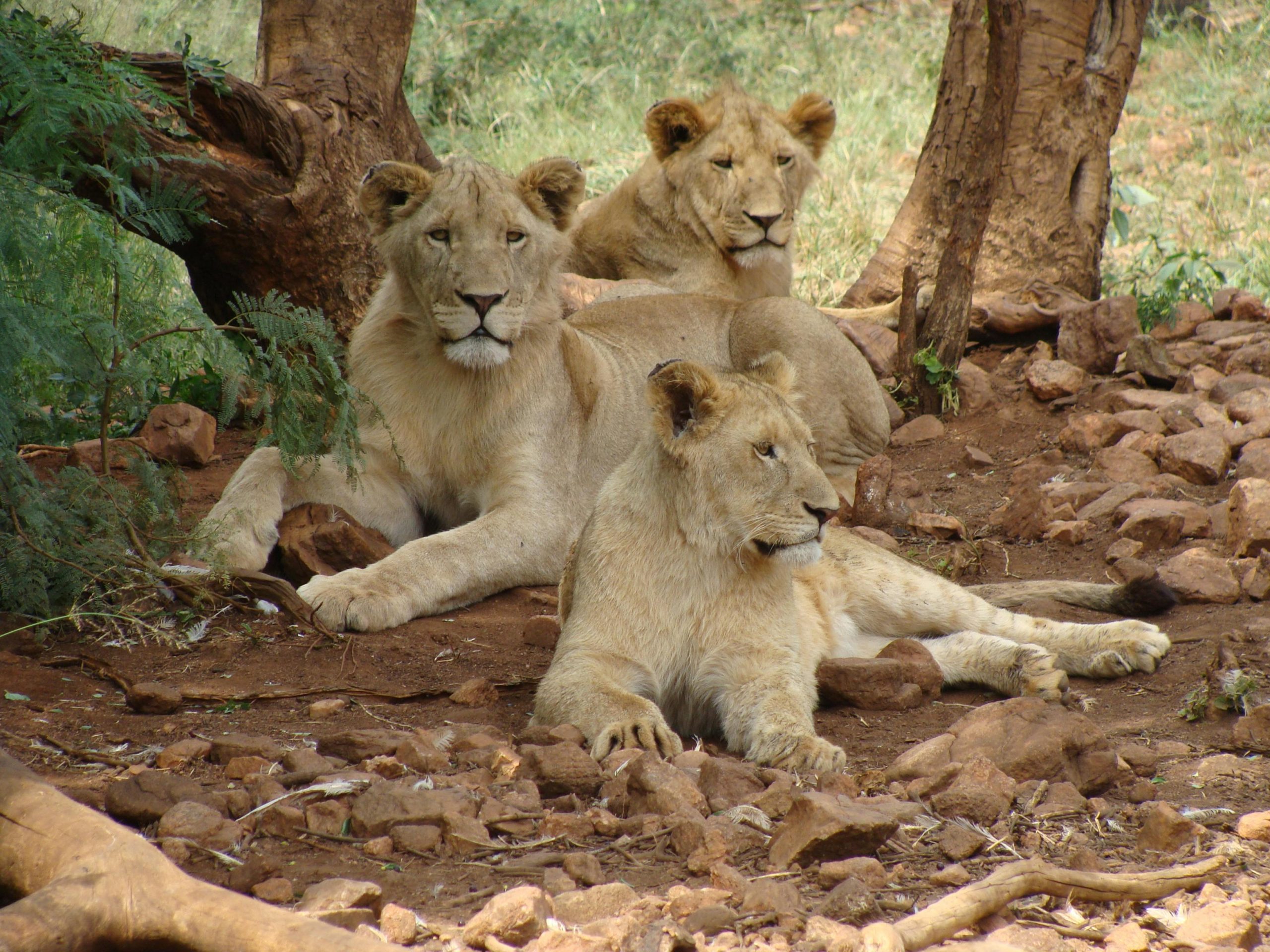Lions at the 3 Days Masai Mara Safari with Kairi Travels