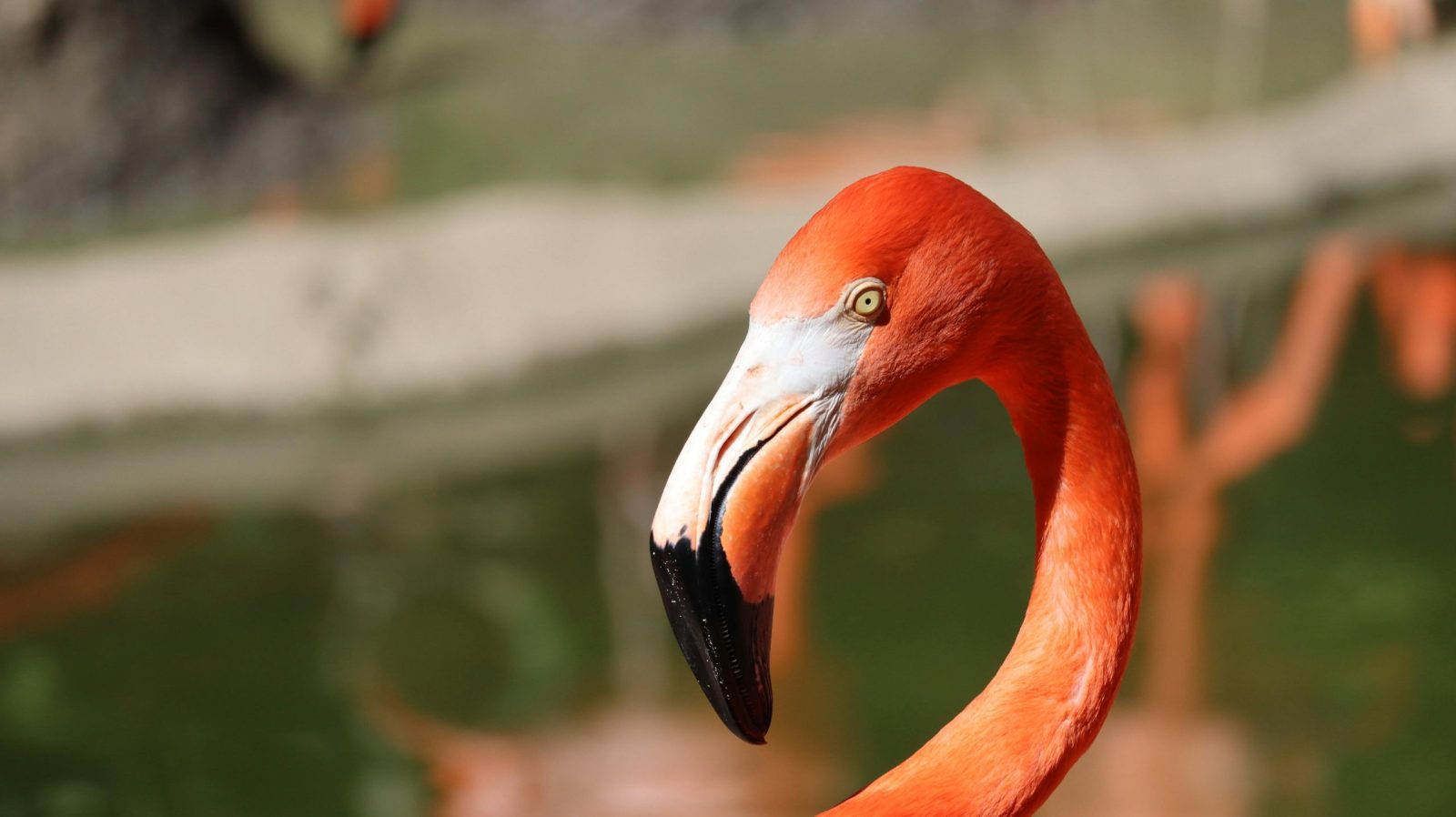 Birdwatching Safari